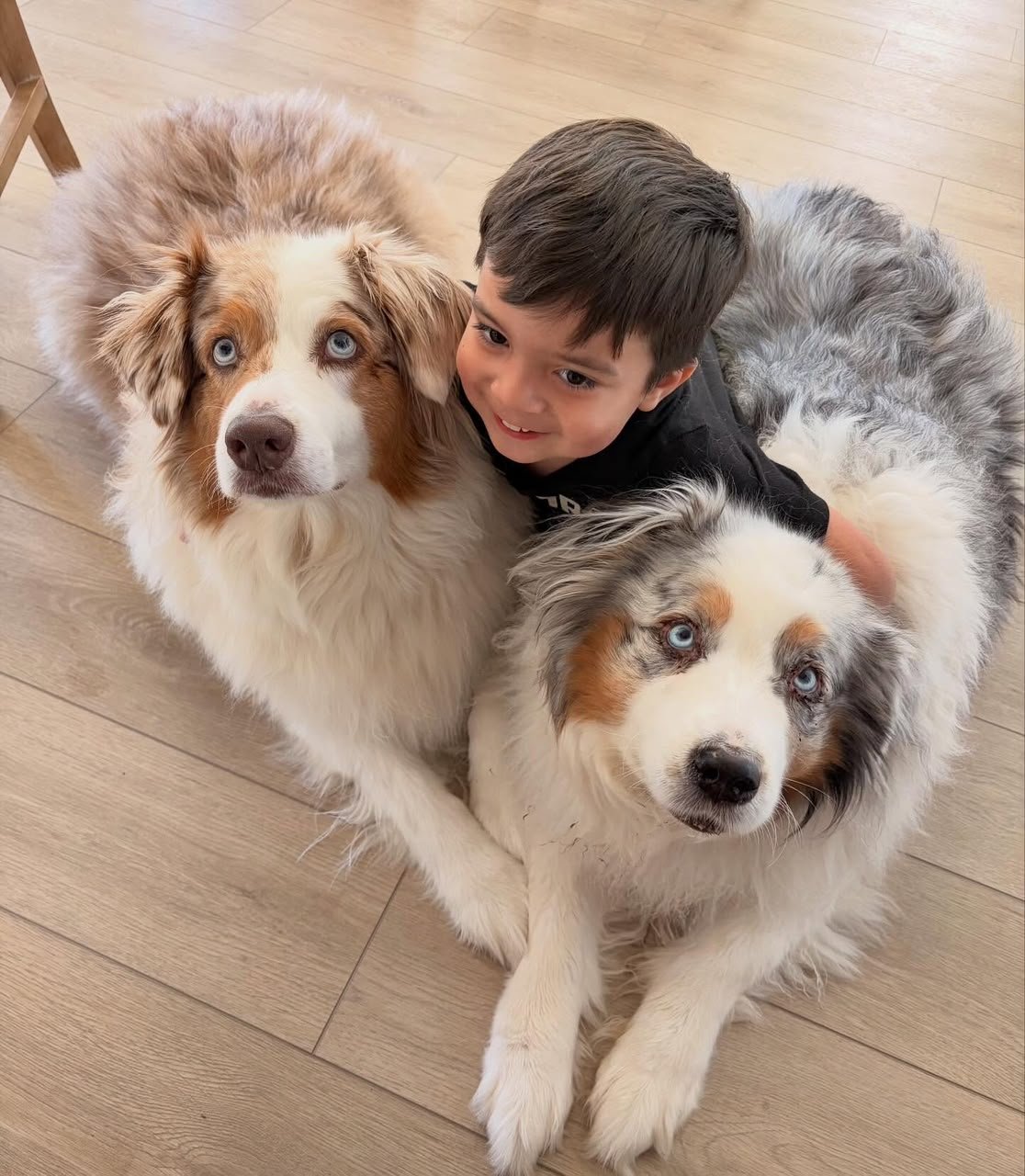 Australian Shepherd puppies raised inside the Prestige Aussies family home