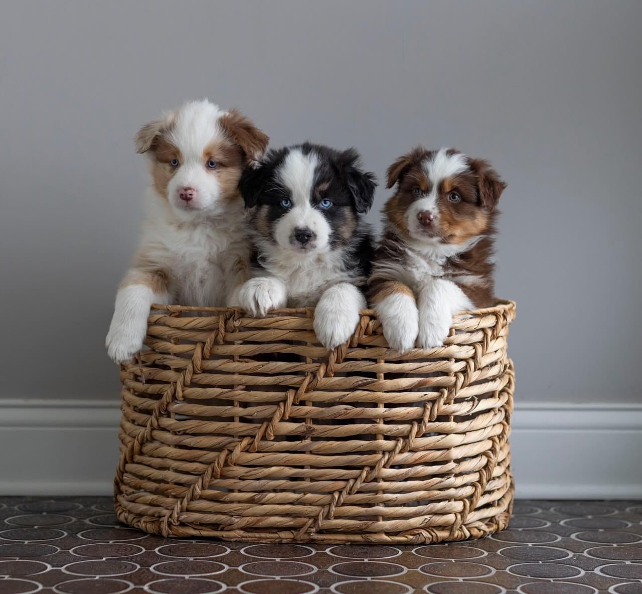 Prestige Aussies litter raised at home