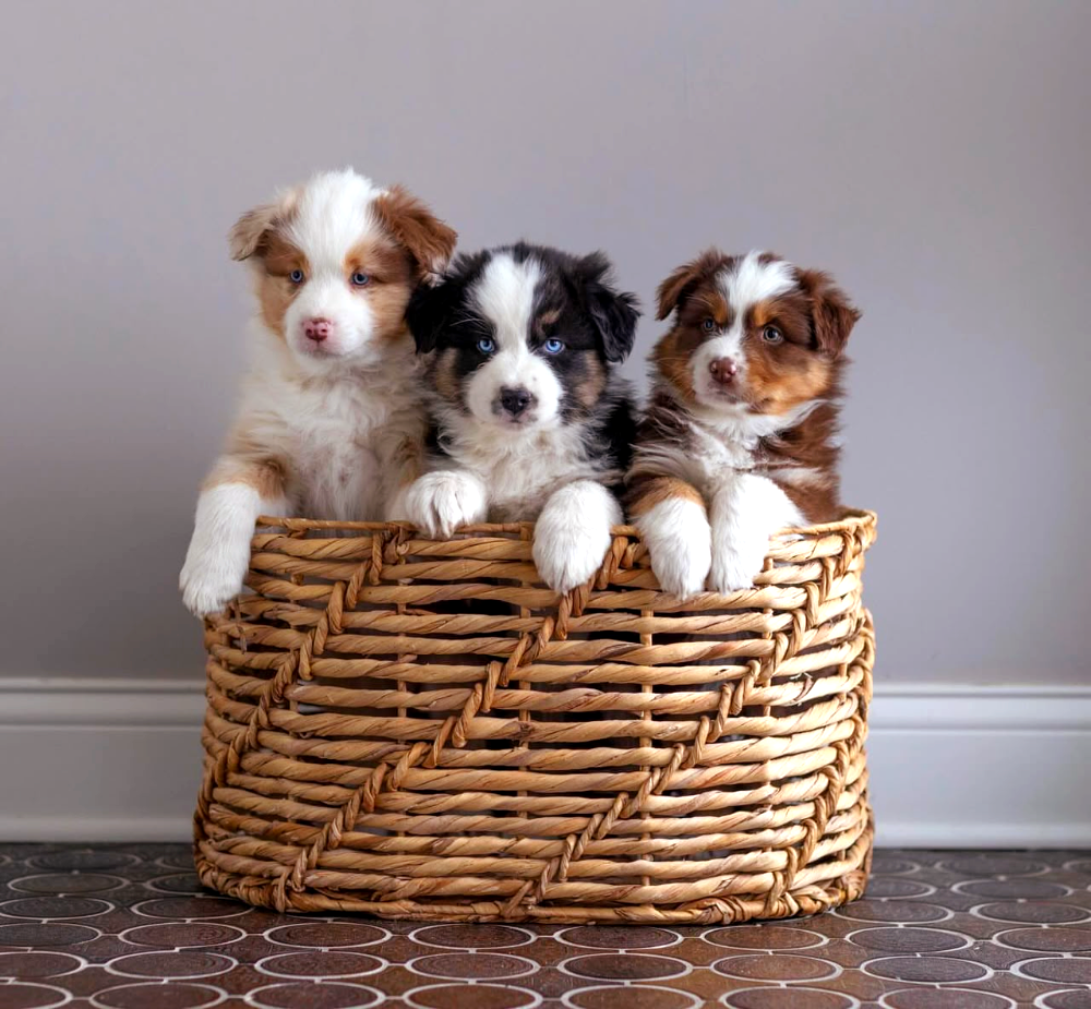 Australian Shepherd puppies raised at the Prestige Aussies family home