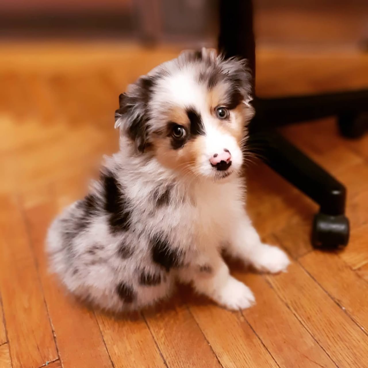 Blue merle coat