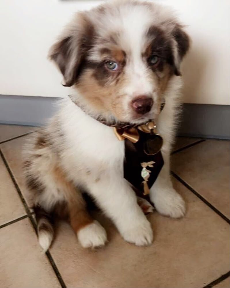 Red merle coat