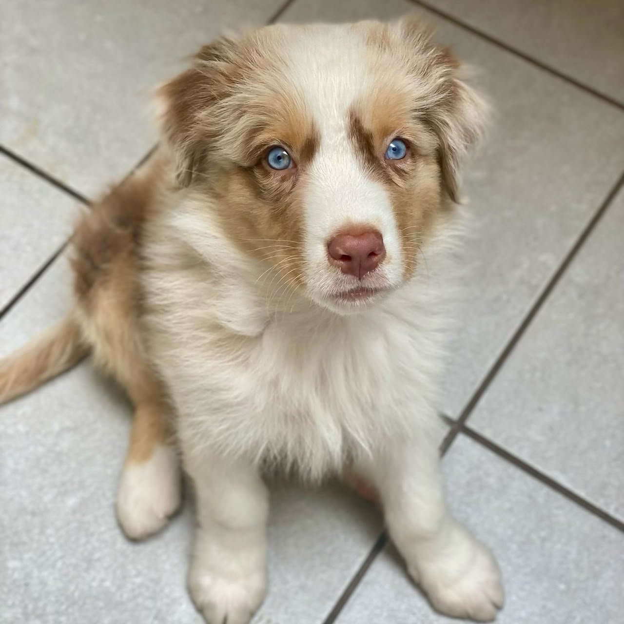 Copper and white coat
